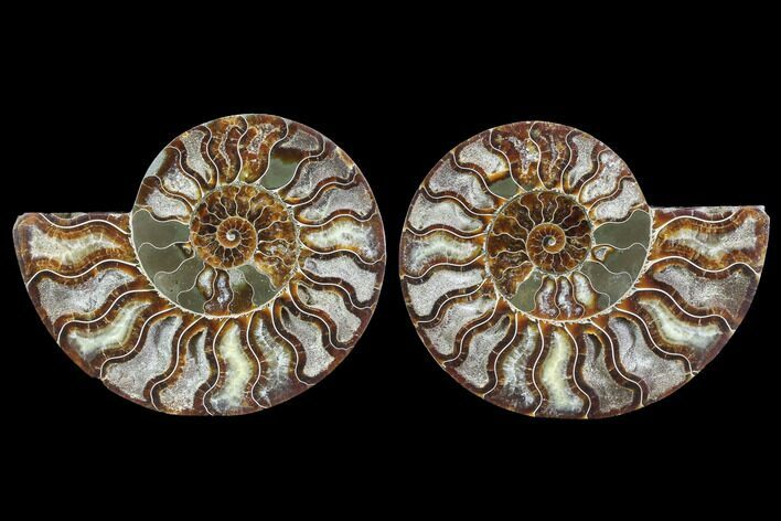 Cut & Polished Ammonite Fossil - Crystal Pockets #88395